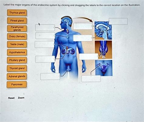 SOLVED Label The Major Organs Of The Endocrine System By Clicking And