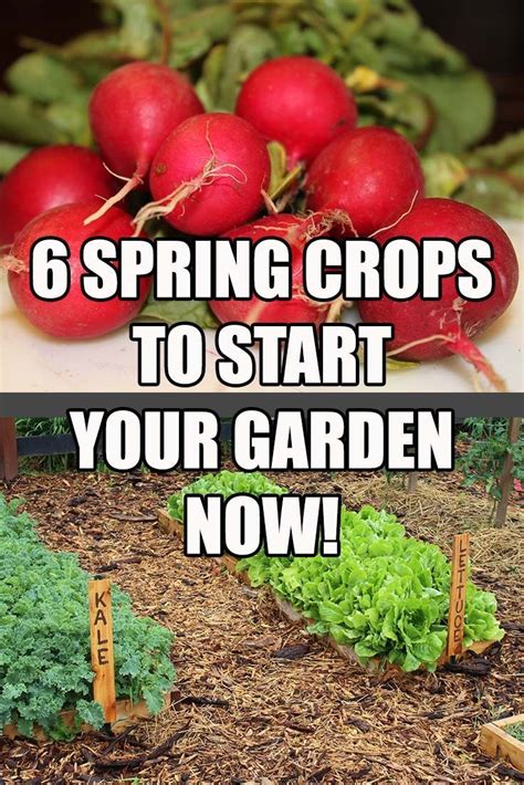 6 Spring Crops That Rock Start Gardening Now With These Great Spring