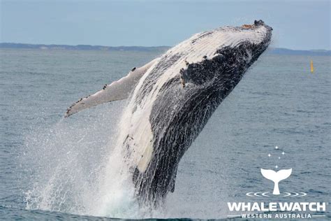 Augusta Humpback Whales Whale Watch Western Australia