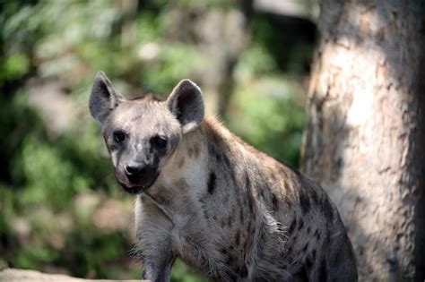 Premium Photo Close Up Of A Spotted Hyena Looking Away