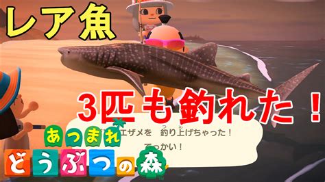 【あつ森】超朗報！レア魚がいっぱい釣れました！リュウグウノツカイ、シーラカンス、カジキ、ジンベエザメ、ピラルクの釣り方解説！how To