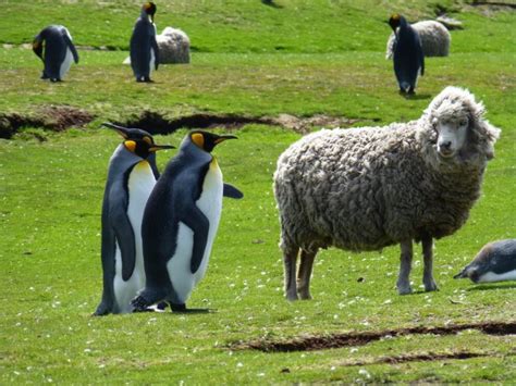 Falkland Islands, home to lots of sheep and penguins ... and very few people! - Bonvoyageurs