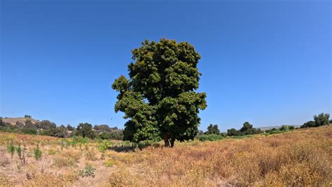 Feral Avocado Tree In San Juan Capistrano Greg Alder S Yard Posts