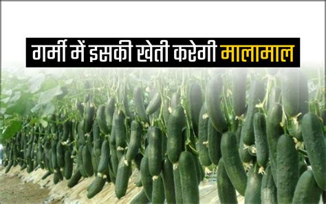 Cucumber Farming Business इन गर्मियों में करें खीरे की खेती होगा