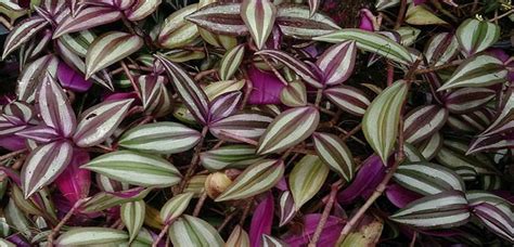 Lambari Roxo Tradescantia Zebrina Cluny