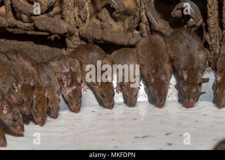 Las Ratas Beber Leche En El Interior Del Templo De Karni Mata En