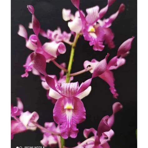 Jual ANGGREK DENDROBIUM KRITING Sudah Spike Knop BERBUNGA Shopee