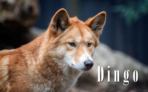 Dingoes Beyond The Stereotypes And Misconceptions