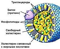 Липопротеин (а) :: описание, нормы, клиники