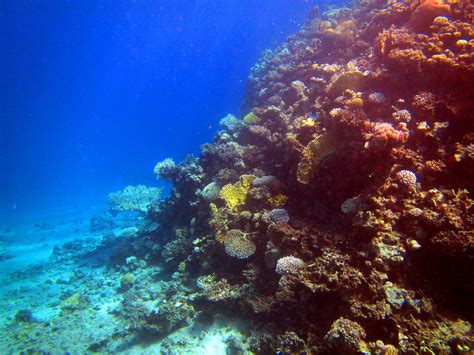 Free Images Ocean Diving Coral Reef Egypt Habitat Underwater World Red Sea Natural