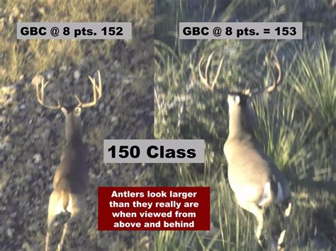 Boone and Crockett Scoring On the Hoof | PPS