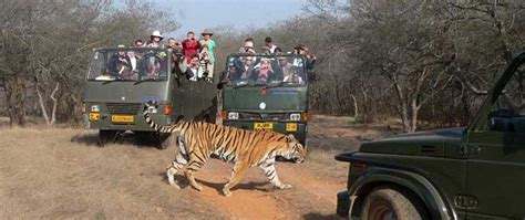 Ranthambore Canter Safari Book Ranthambore Canter Safari Online