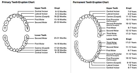 Tooth Eruption Sequence Underwood Dental Care