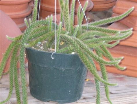 Rat Tail Cactus Elgin Nursery And Tree Farm Phoenix Az