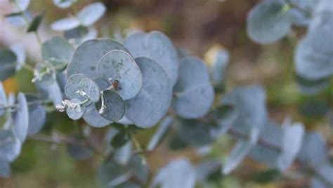 Eucalyptus Globulus Gommier Bleu Grand Arbre Persistant Pour Climat Doux