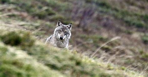 Is Re Le Loup Tend Son Territoire En Is Re