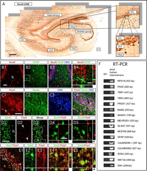 The Expression Pattern Of Markers For Cell Maturation During Rodent Download Scientific Diagram