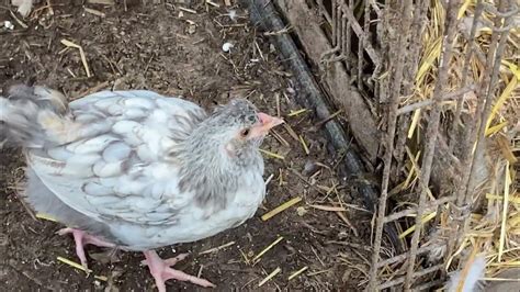 5 Week Old Guinea Fowl Keets Chickens And Injured Gander Roost For The Night Youtube