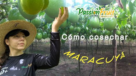 C Mo Cosechar Y Clasificar La Maracuy Parchita Chinola Maracuja