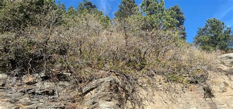 Scrub Oak Quercus Gambelii Lam Tree Service