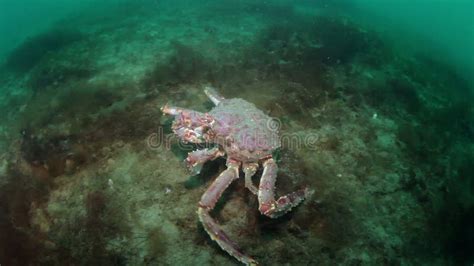 Giant King Crab Underwater On Seabed Barents Sea In Russia Stock Video