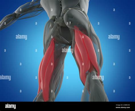 Groupe De Muscle De Hamstring Système De Muscle Danatomie Humaine