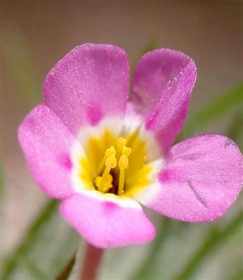 Leptosiphon Ciliatus Calflora