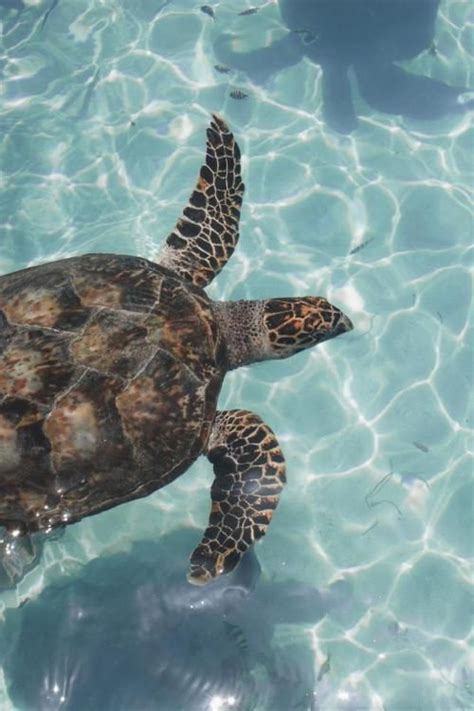 A Turtle Swimming In The Clear Blue Water