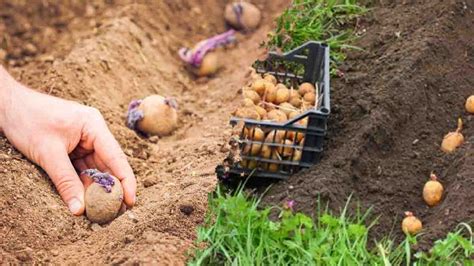 A quelle période cultiver les pommes de terre pour avoir une récolte