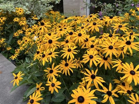 Learn To Grow And Care For Black Eyed Susan Flowers Rudbeckia Hirta