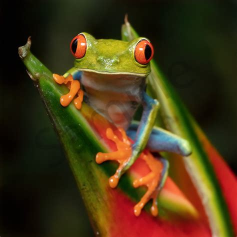 Red Eyed Tree Frog Photography Art John Martell Photography