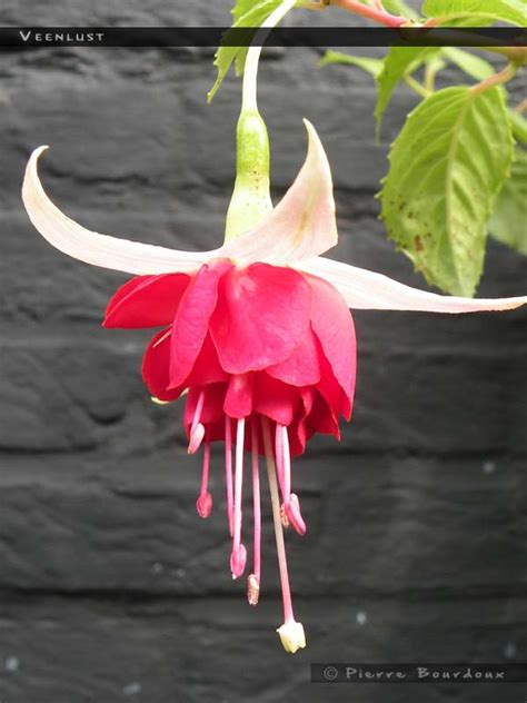 Veenlust - FuchsiaFinder