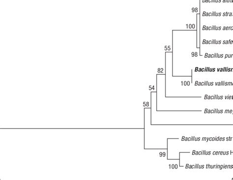 Phylogenetic Analysis Based On 16s Rrna Gene Sequences Of Isolate R2