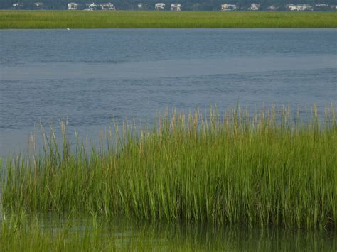 Saltmarsh Cordgrass, Anchor of the Estuary - Nature Walks with Judy