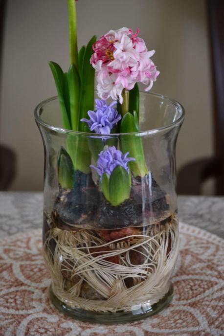 Growing Hyacinth Bulbs In Water – Aji's Home