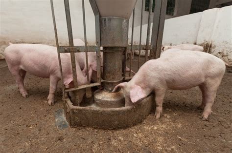 Organic Industry Fights Back Against Usda Delay Of Animal Welfare Rule