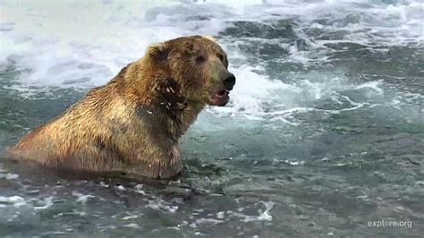 A happy Otis, #480 First day of salmon run 2018 Brooks Falls | Salmon run, Brown bear, Katmai