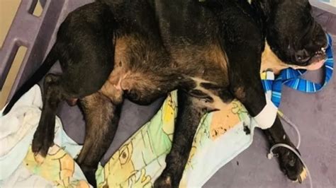 Un Pitbull Retrouv Apr S Avoir T Laiss Pour Mort Dans Une Benne