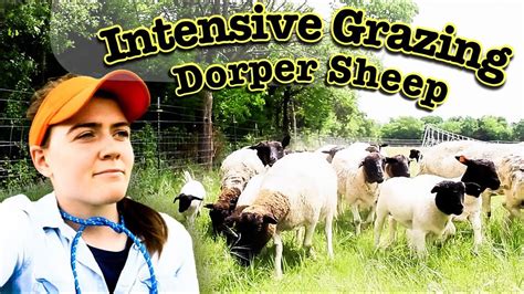 Intensive Rotational Grazing Dorper Sheep Youtube