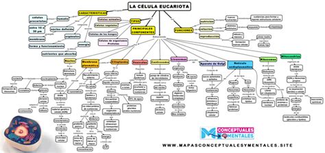 Mapa Conceptual De La Célula Eucariota Con Sus Partes Y Funciones