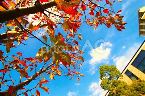 紅葉した桜の葉と爽やかな秋空 No 25162996｜写真素材なら「写真ac」無料（フリー）ダウンロードok