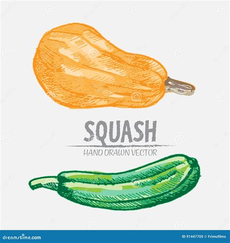 Digital Vector Detailed Squash Hand Drawn Stock Vector Illustration