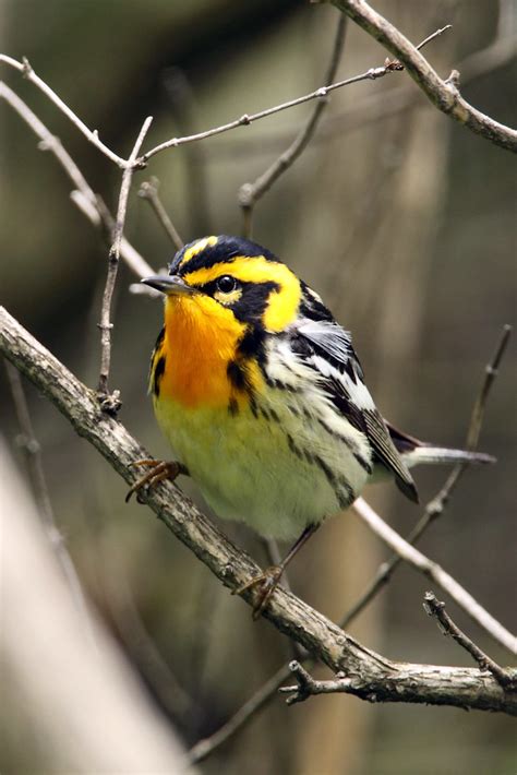 Blackburnian Warbler I Cant Get Enough Of This Species Of Flickr