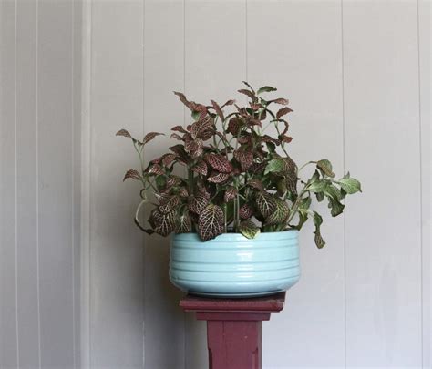 Five Stylish Pet Safe Plants - Leaf and Paw