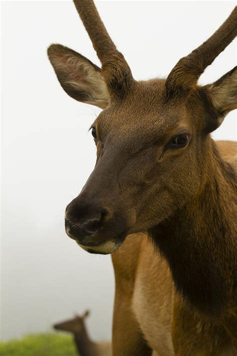 Spike Bull Roosevelt Elk Is Curious Photograph by Phil Johnston