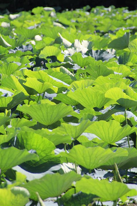 无人竖图俯视室外白天纯洁美景植物莲花叶子阴影盛开光线纹理影子景观荷叶绿叶花蕾花花瓣花朵鲜花绿色