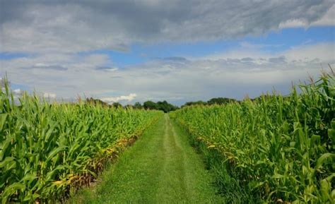 Le Infiltrazioni Criminali Nell Economia Agricola Informacibo