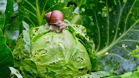 How To Use Copper Mesh To Prevent Slugs And Snails From Invading Your