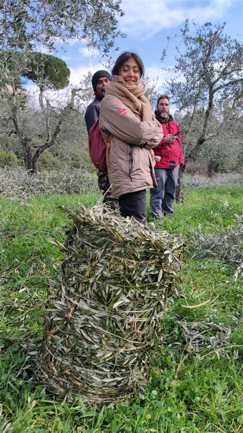 Olivo I Residui Di Potatura Dicevano Energia Bioenergie AgroNotizie