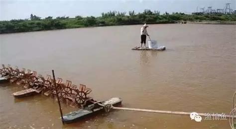 养殖塘暴雨后如何处理黄泥水带来的应激变化 中国鳗鱼网